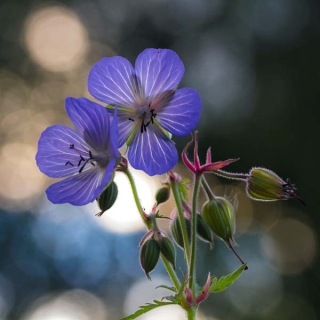 Герань Лиловое облако (луговая)