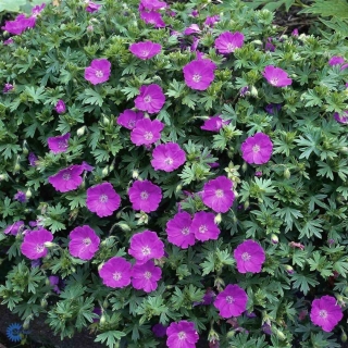 Герань Кроваво-красная садовая (большой пакет)