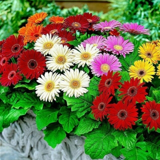 Гербера Горшечная