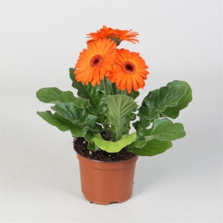 Гербера Мега Революшн F1 Оранж Даркт Ай