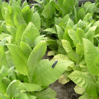 Табак Герцеговина Флор курительный