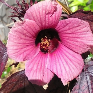 Гибискус Алый коктейль суданский