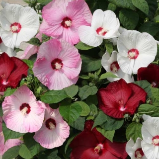 Гибискус Луна болотный смесь