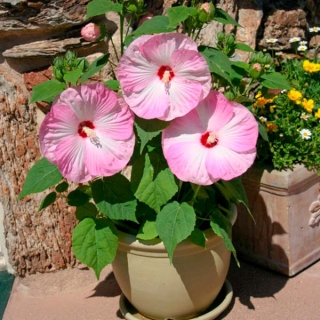 Гибискус Ханеймун Лайт Роуз