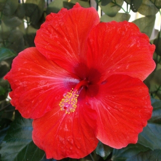 Гибискус Медовый месяц Красный