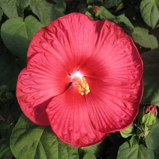 Гибискус Красный травянистый (большой пакет)