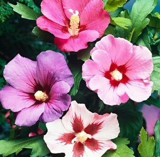 Гибискус Сирийский (большой пакет)