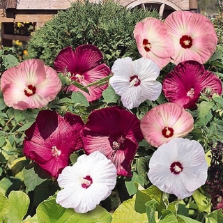 Гибискус Хонеймун F1 Смесь