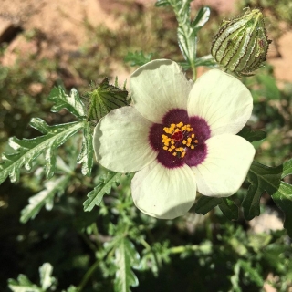 Гибискус Китайский доктор