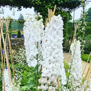 Дельфиниум Новозеландский гигант Белый супермахровый