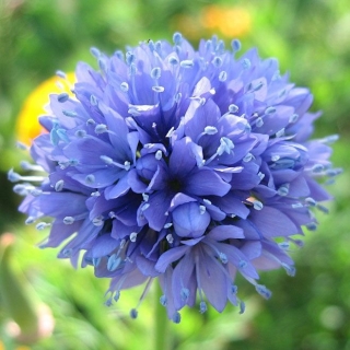 Гилия Фиолетово-синяя