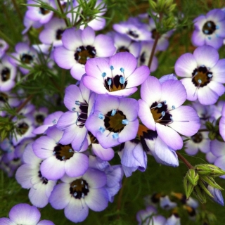 Гилия Голубка