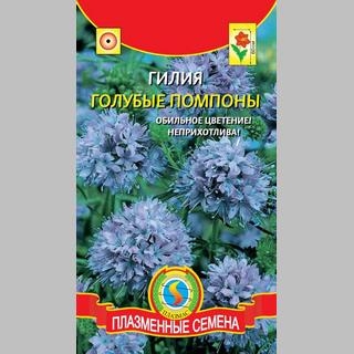 Гилия Голубые помпоны