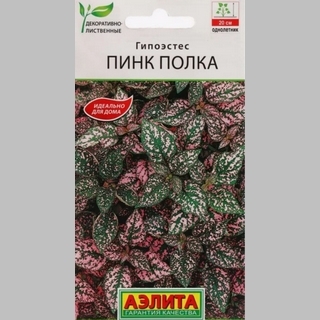 Гипоэстес Пинк Полка