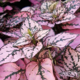 Гипоэстес Splash Select Pink (большой пакет)