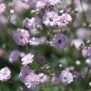 Гипсофила Акулина (тихоокеанская)