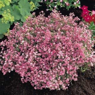 Гипсофила Розовая ползучая