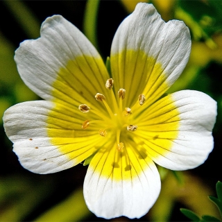 Лимнантес Глазго