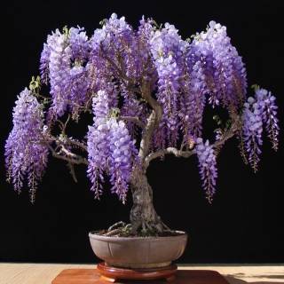 Глициния Китайская (большой пакет)