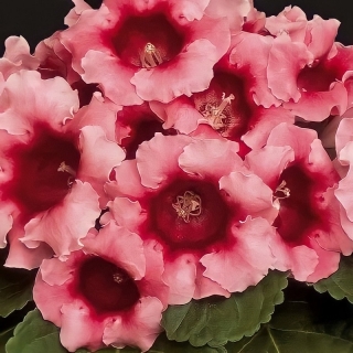 Глоксиния Аванти F1 Персиково-розовая