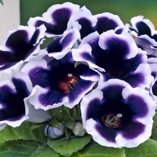 Глоксиния Аванти Синяя с белым краем F1