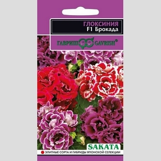 Глоксиния Брокада F1