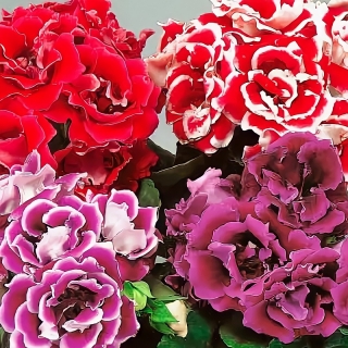 Глоксиния Брокада F1