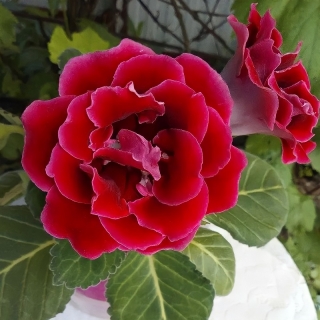 Глоксиния Брокада красная F1