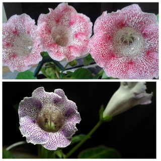 Глоксиния Жаклин