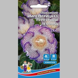 Глоксиния Императрица Пурпурный Леопард F1