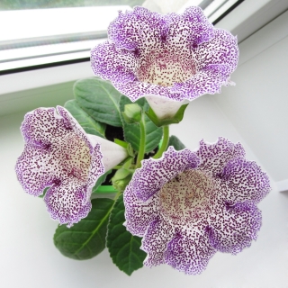 Глоксиния Императрица Пурпурный Леопард F1