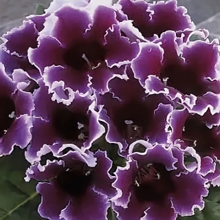 Глоксиния Импресс Блю Пикоти