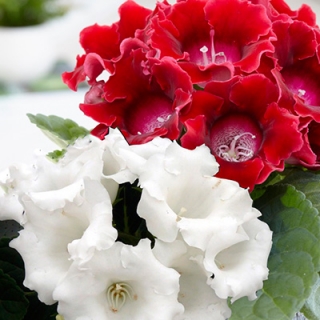 Глоксиния Жозефина смесь окрасок