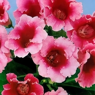 Глоксиния Легенда F1