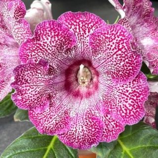 Глоксиния Роза адмирала F1 прекрасная