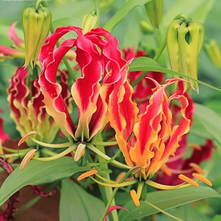 Глориоза Сердце Африки великолепная