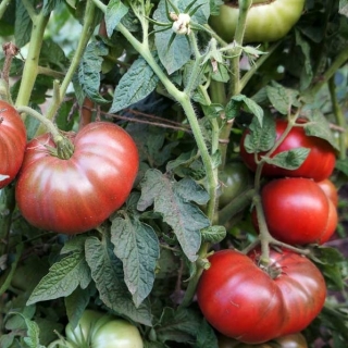 Томат Дикий Фред (Dwarf Wild Fred)