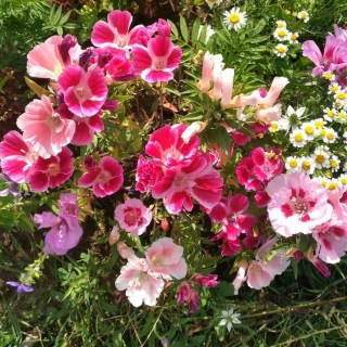 Годеция Бабочки Уитни крупноцветковая смесь