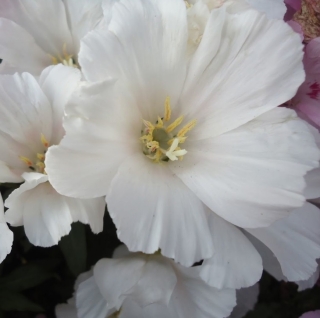 Годеция Герцог Олбани