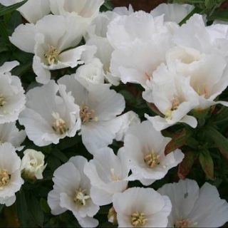 Годеция Хрустальная Снежинка