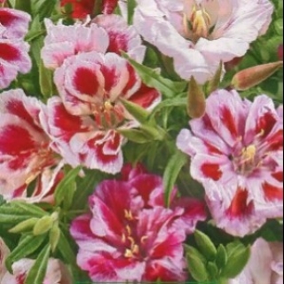 Годеция Махровая смесь