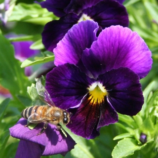 Виола Пандора Голубая луна F1 (Виттрока)