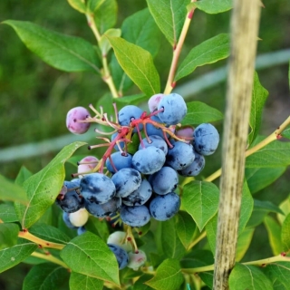 Голубика Аврора