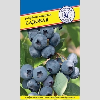 Голубика Садовая