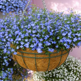 Лобелия Голубой фонтан плетистая
