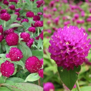 Гомфрена Buddy Violet карликовая (большой пакет)