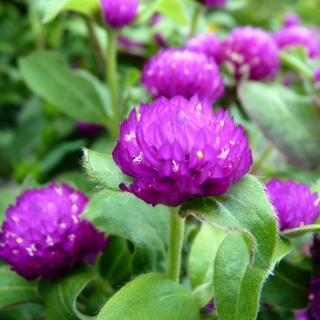 Гомфрена Дружище