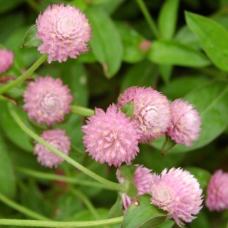 Гомфрена Принцесса