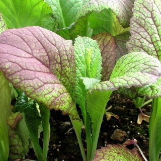 Горчица Мустанг