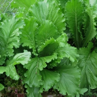 Горчица Волнушка салатная